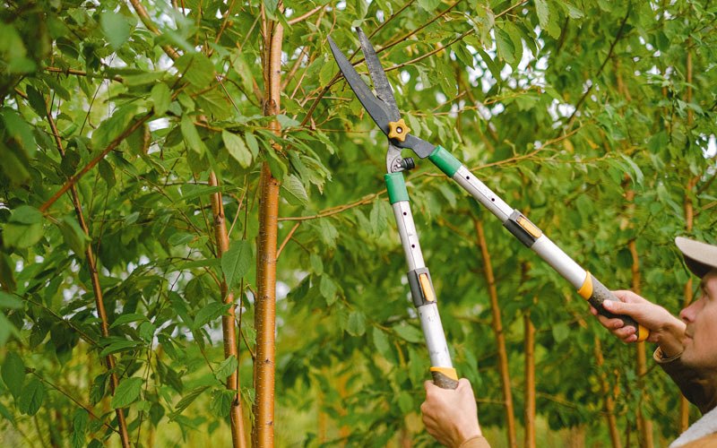 Tree trimming in Fort Yates, ND