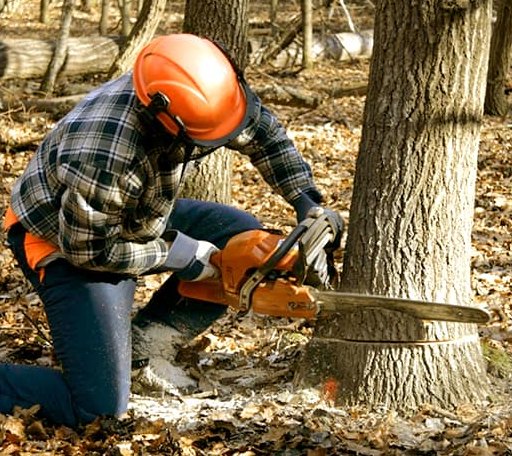 Tree Removal in Fort Yates, ND